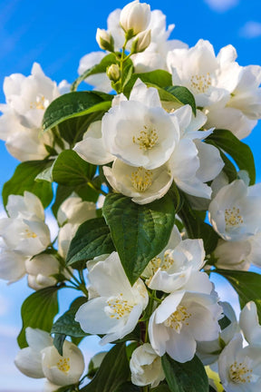 BloomWhisper – Frost-Hardy Jasmine Seeds