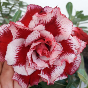 FloraOasis – Premium Desert Rose Plant Seeds