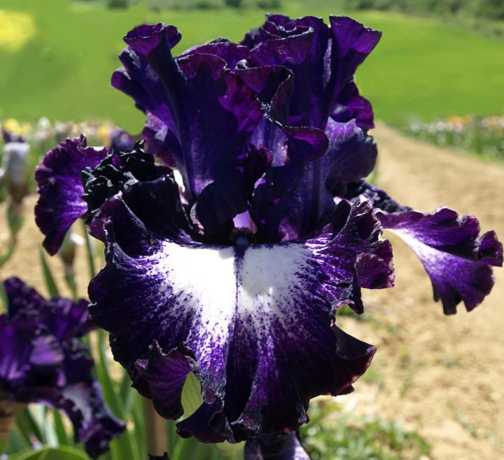 BloomAura – Exotic Tall Bearded Iris Flower