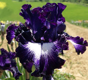 BloomAura – Exotic Tall Bearded Iris Flower