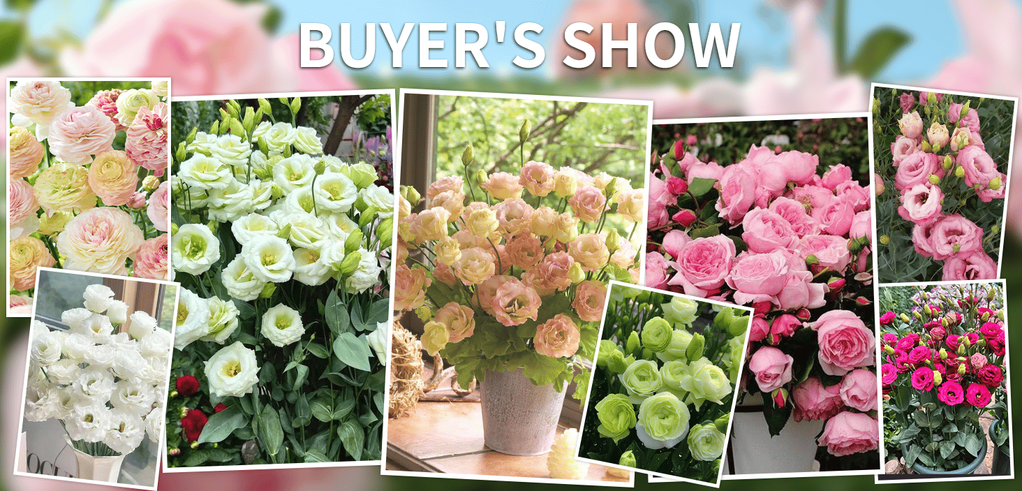 BloomRidge – Hardy Perennial Lisianthus Seeds