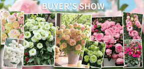 BloomRidge – Hardy Perennial Lisianthus Seeds