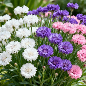 MeadowMagic Seeds – Pollinator Friendly Flower Blend