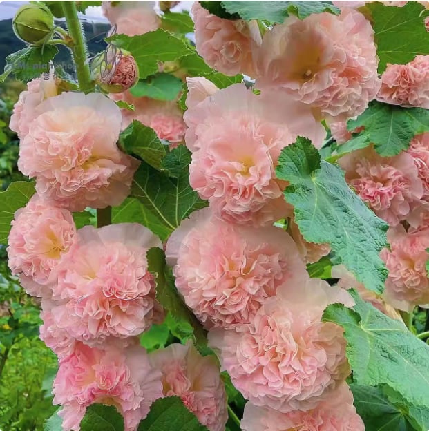 PollinatorPride - Double Hollyhock Seeds