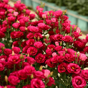 BloomRidge – Hardy Perennial Lisianthus Seeds