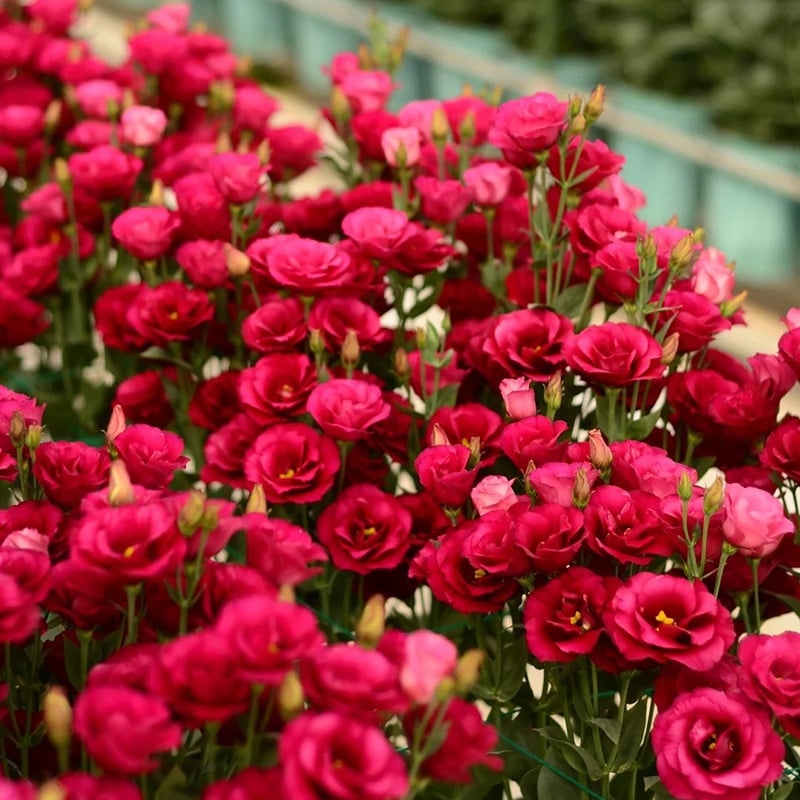 BloomRidge – Hardy Perennial Lisianthus Seeds