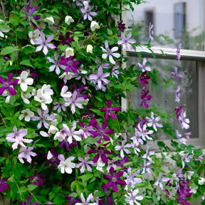 GardenGrace - Clematis Blooming Seeds