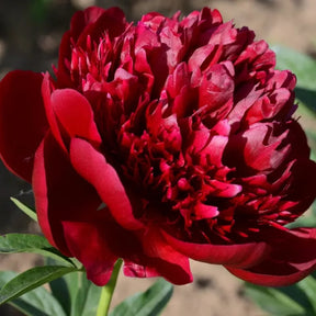 RoyalBloom - Luxurious Peony Flower Seeds | The Queen of Flowers