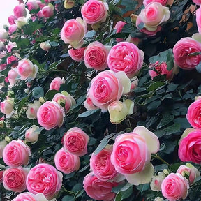 BloomVine – Beautiful Climbing Rose Seeds