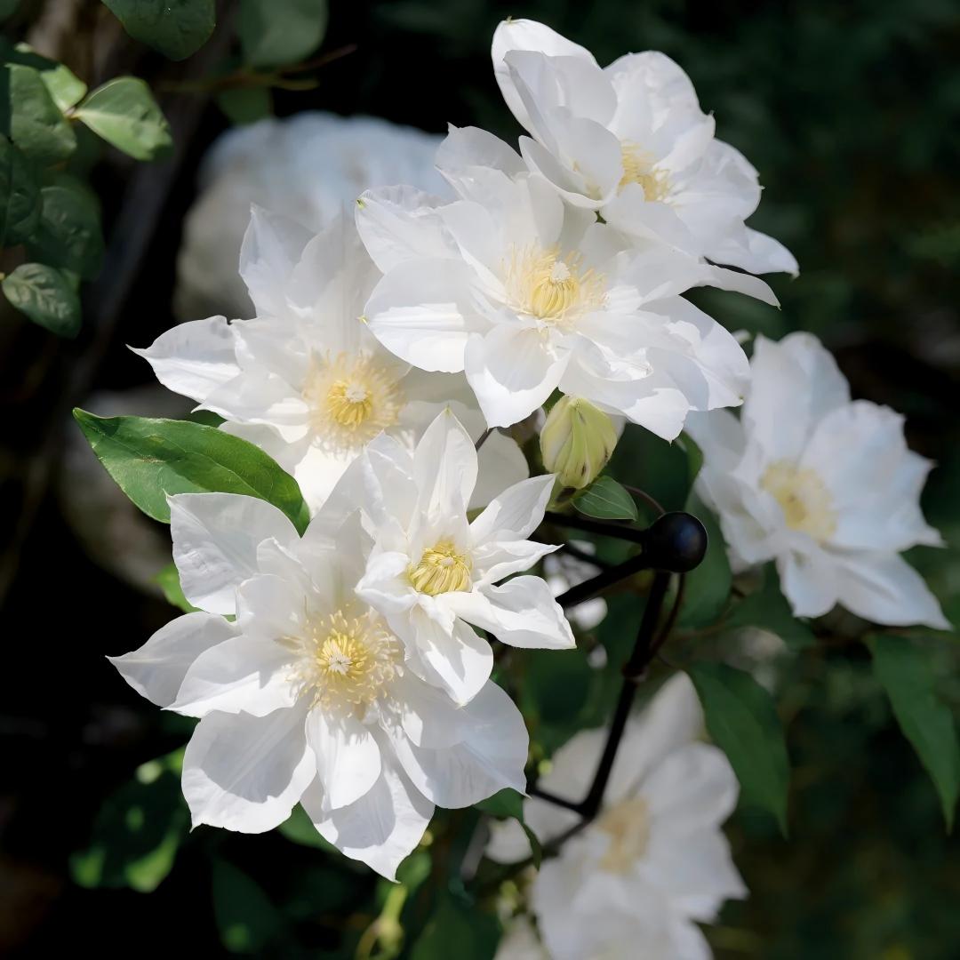 GardenGrace - Clematis Blooming Seeds