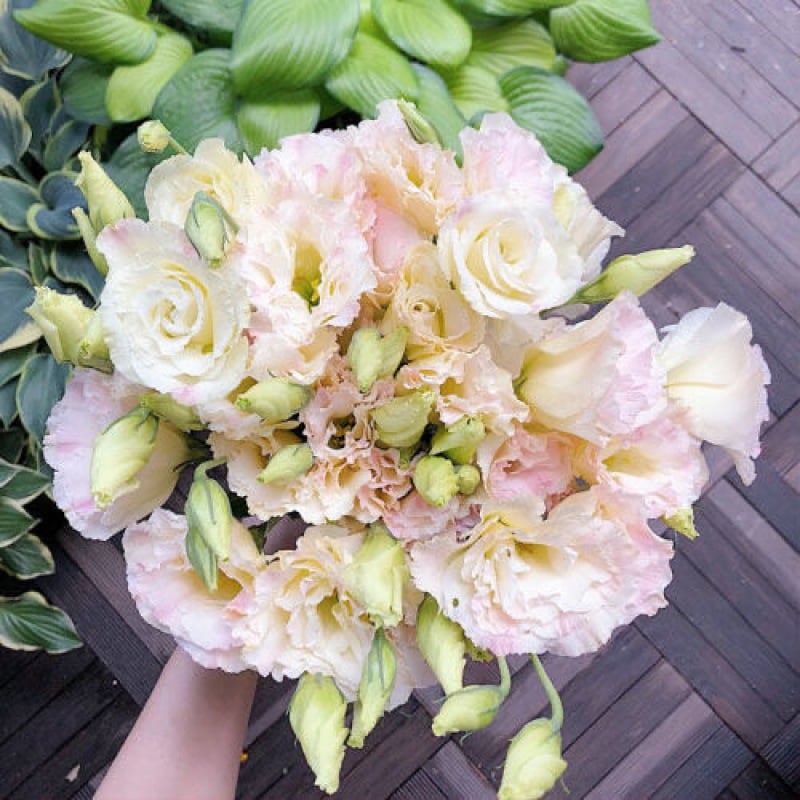 BloomRidge – Hardy Perennial Lisianthus Seeds
