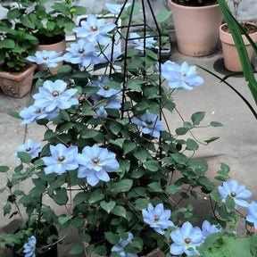 GardenGrace - Clematis Blooming Seeds