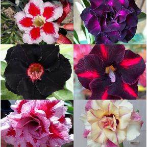 SunRose Garden – Desert Bloom Seeds
