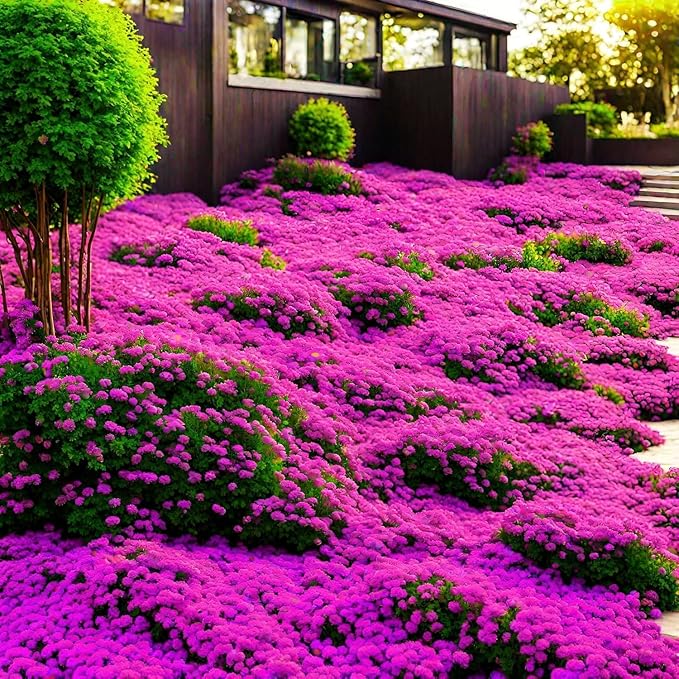 ThymeCreep – Optimal Ground Cover Seeds