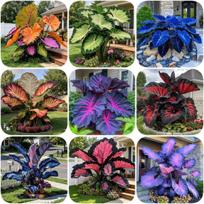 ColorBloom – Giant Multi-Color Caladiums Bulbs