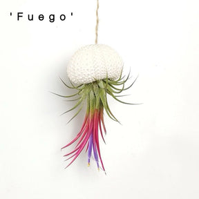 AquaBloom – Hanging Air Plant Jellyfish