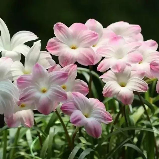 PetalBurst - Fast Bloom Flower Bulbs