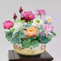 LotusBloom – The Sacred Bonsai Bowl Lotus Flower