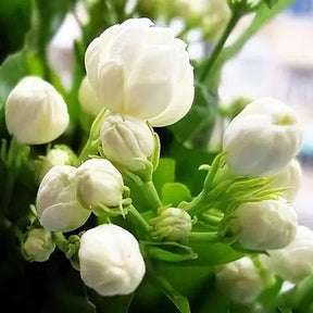Bloomora – 100 Non-GMO Fragrant Climbing Jasmine Seeds