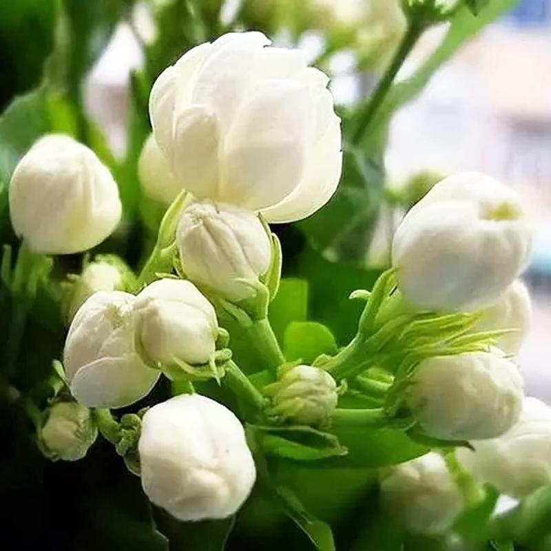 Bloomora – 100 Non-GMO Fragrant Climbing Jasmine Seeds
