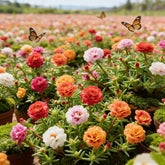 ColorWave Portulaca – Summer Bloom Seeds