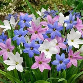 PetalBurst - Fast Bloom Flower Bulbs