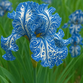 BloomAura – Exotic Tall Bearded Iris Flower