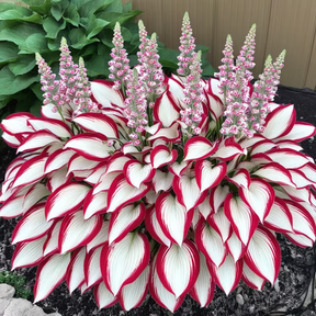 Leafora – Premium Hosta Seeds for Shaded Spaces