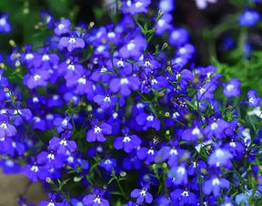 ThymeCreep – Optimal Ground Cover Seeds