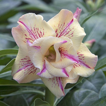 SunRose Garden – Desert Bloom Seeds