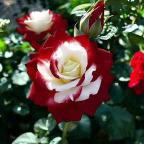 RoseLuxe – Rare Twin Red White Rose Flower Seeds