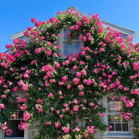 RoseCascade – Premium Climbing Rose Bulbs