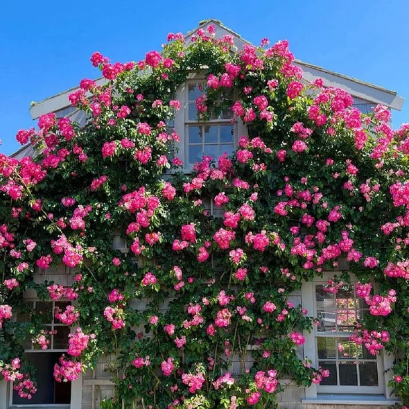 RoseCascade – Premium Climbing Rose Bulbs