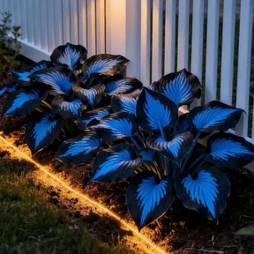 Leafora – Premium Hosta Seeds for Shaded Spaces