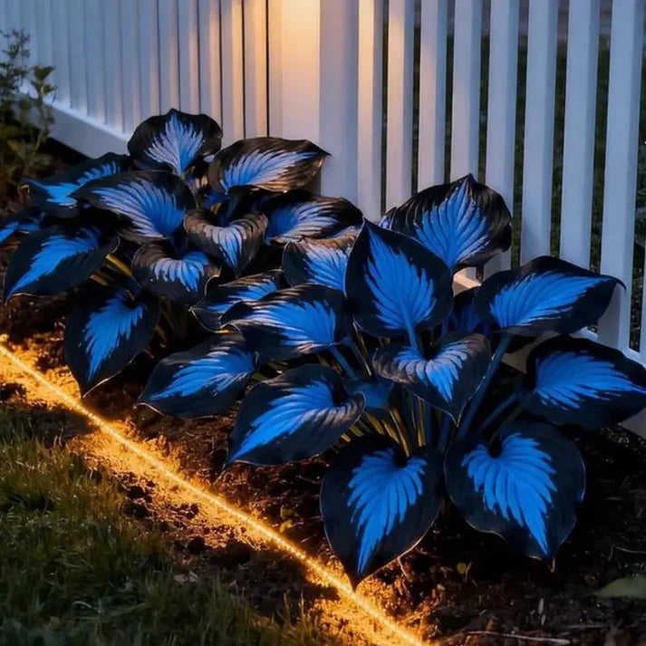 Leafora – Premium Hosta Seeds for Shaded Spaces