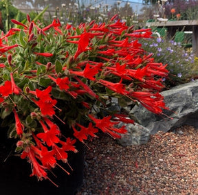 FloraAura "Hummingbird Carpet" – Epilobium garrettii Rainbow Burst Seeds