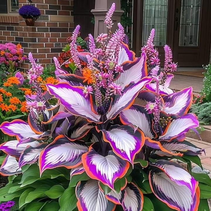 GardenÉlan – Rare Hosta Seeds for Home Gardens (100 Seeds)