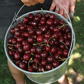 GardenDelight - Cherry Tree Kit
