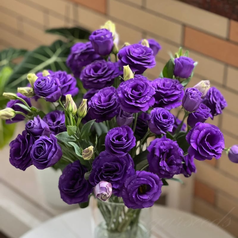 BloomRidge – Hardy Perennial Lisianthus Seeds
