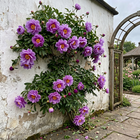 🌸 Rare Climbing Peony Bulbs🪴Big Full Blooms, Cold Hardy Perennial, Easy to Grow Garden Favorite