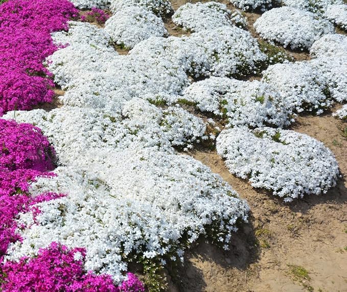 ThymeCreep – Optimal Ground Cover Seeds