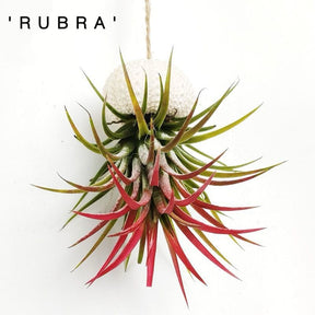 AquaBloom – Hanging Air Plant Jellyfish