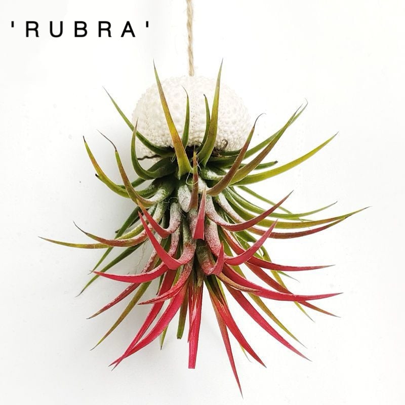 AquaBloom – Hanging Air Plant Jellyfish