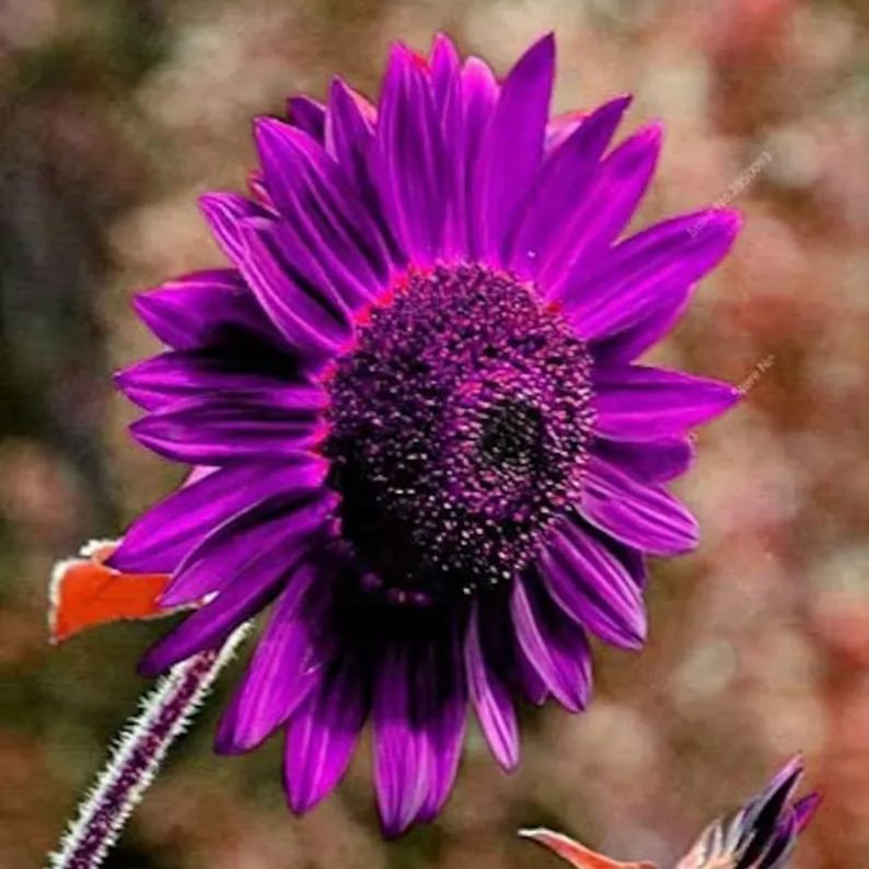 SunGiant – Rare Purple Sunflower Seeds