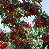 GardenDelight - Cherry Tree Kit