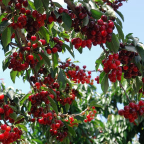 GardenDelight - Cherry Tree Kit