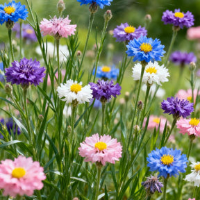 MeadowMagic Seeds – Pollinator Friendly Flower Blend