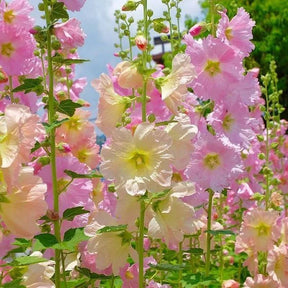 BloomMajesty – Premium Double Hollyhock Seeds
