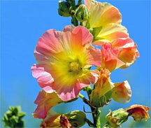 BloomMajesty – Premium Double Hollyhock Seeds