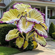 ColorBloom – Giant Multi-Color Caladiums Bulbs